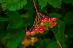 Guelder Rose