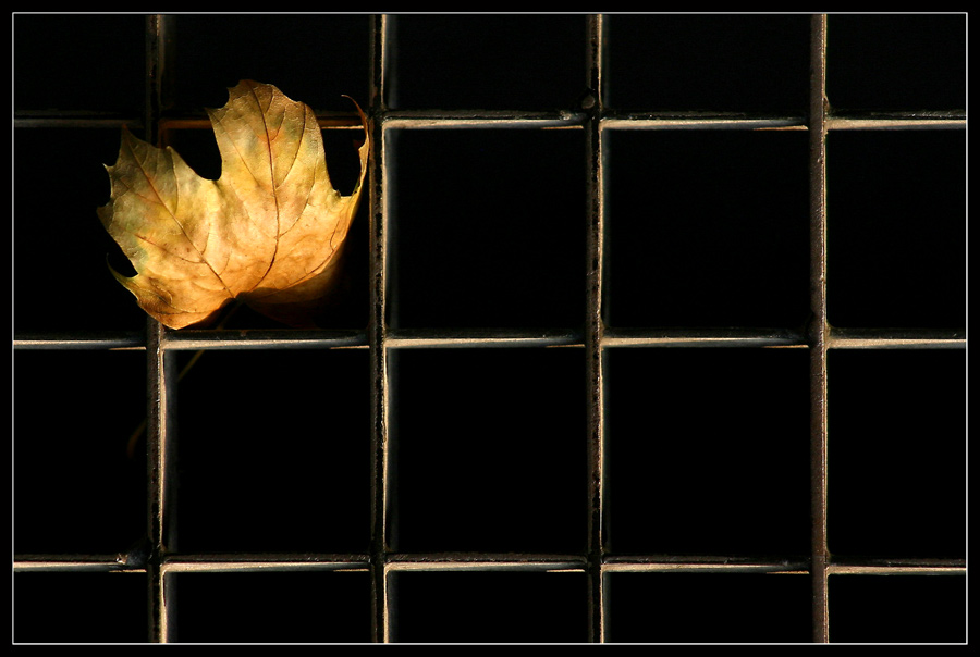 Güld'ner Herbst #5 (reframed and realigned reload)