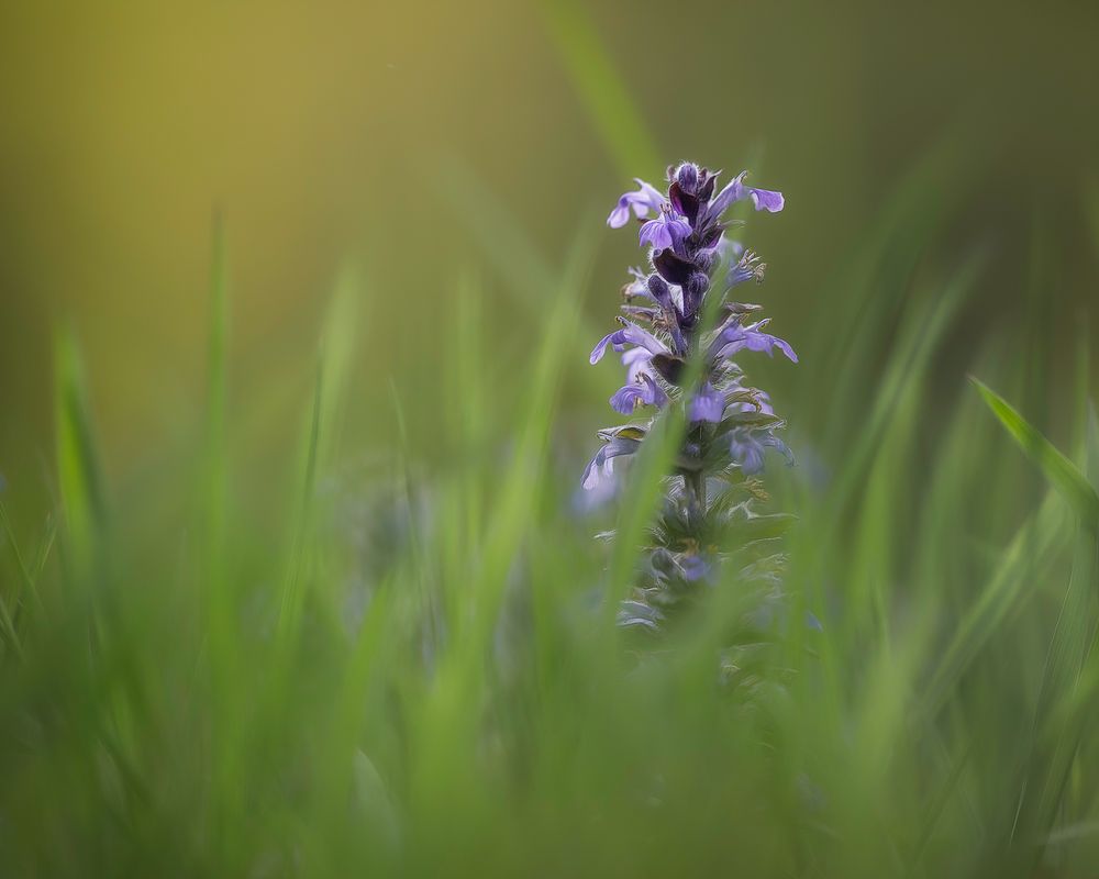 Günsel Foto & Bild licht, frühling, natur Bilder auf