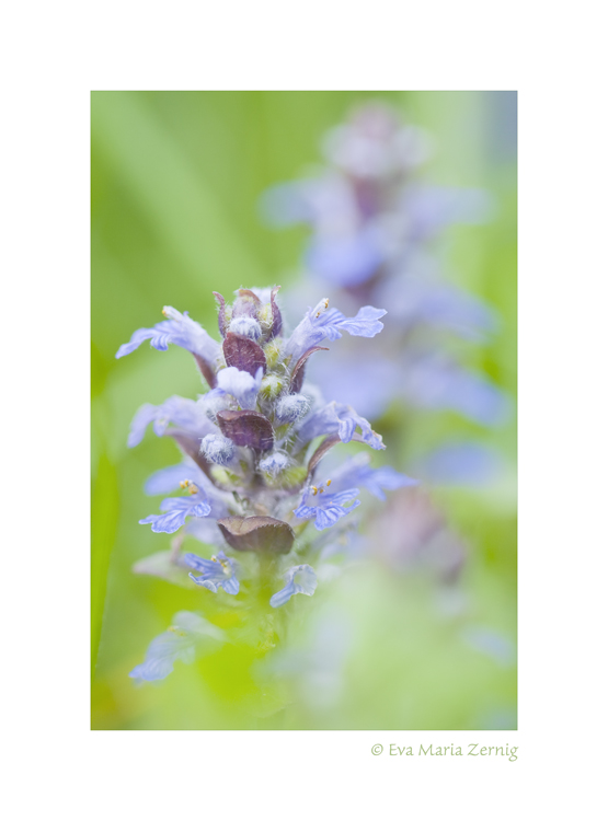 Günsel (Ajuga)