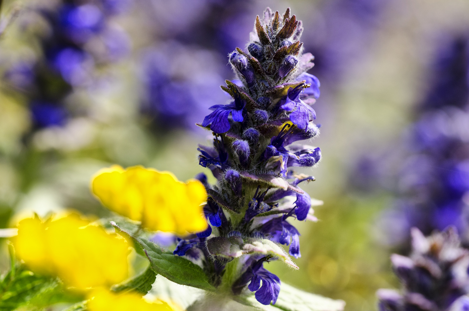 Günsel (Ajuga genevensis)