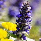 Günsel (Ajuga genevensis)