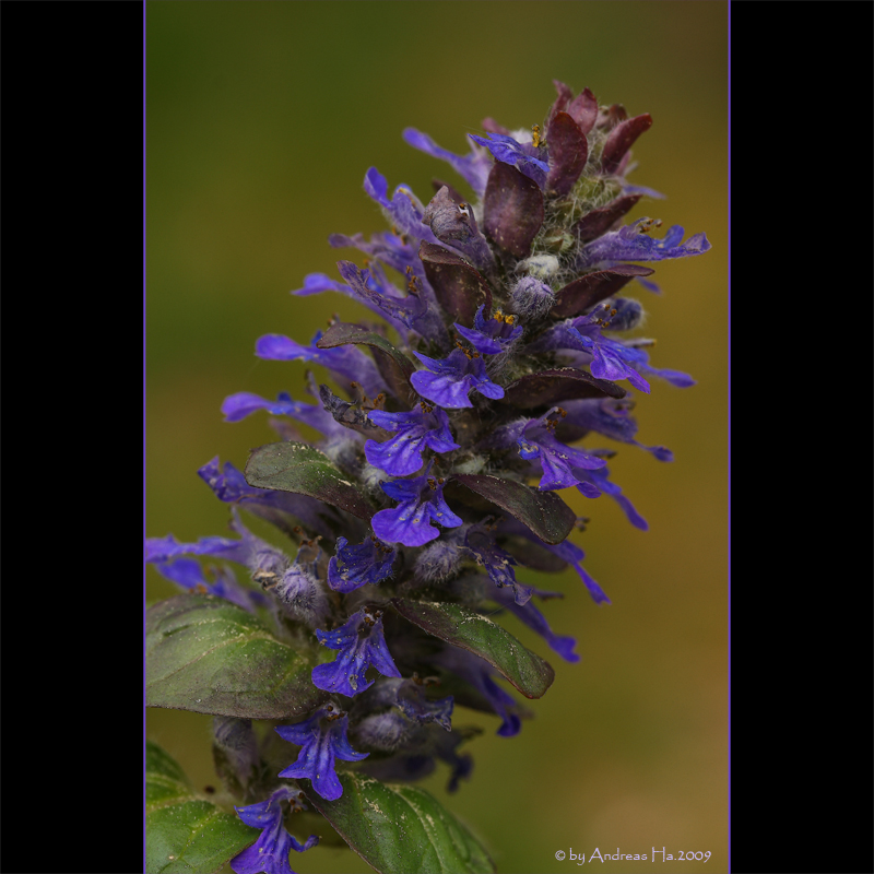 Günsel (Ajuga reptans)