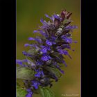 Günsel (Ajuga reptans)