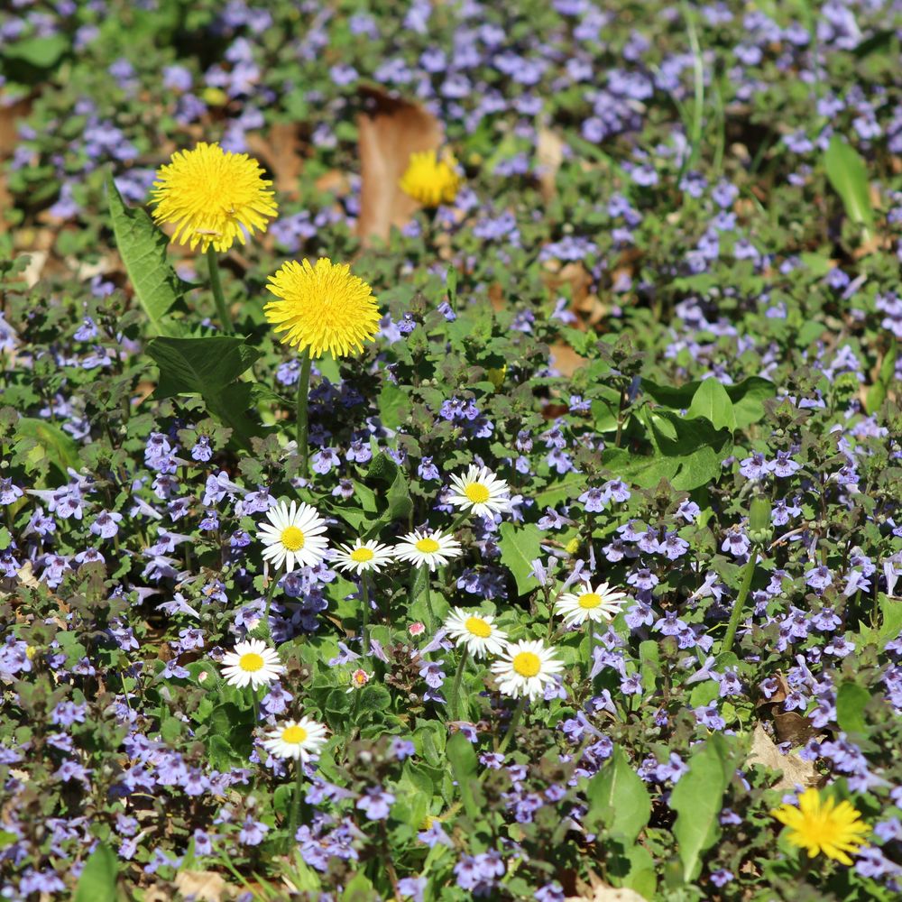 Günsel, Löwenzahn, Gänseblümchen Foto &amp; Bild | pflanzen, pilze ...