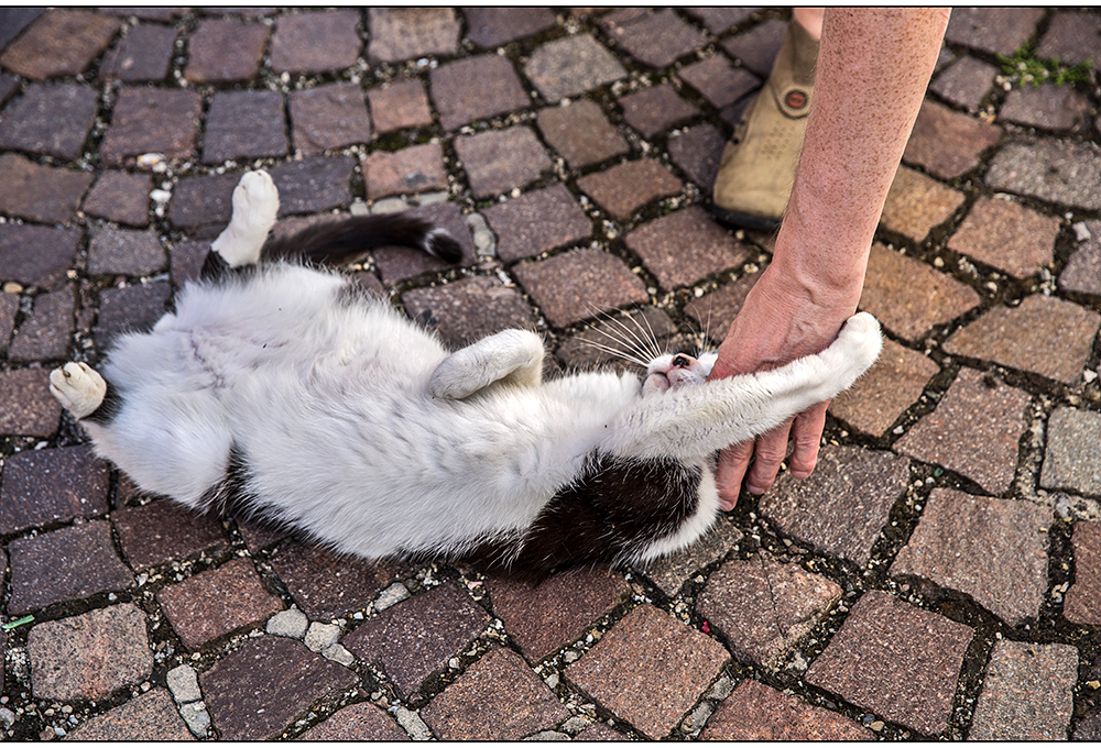 günter, der katzenversteher