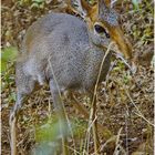 Günther-Dikdik