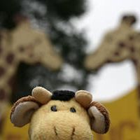 Günther Giraffe