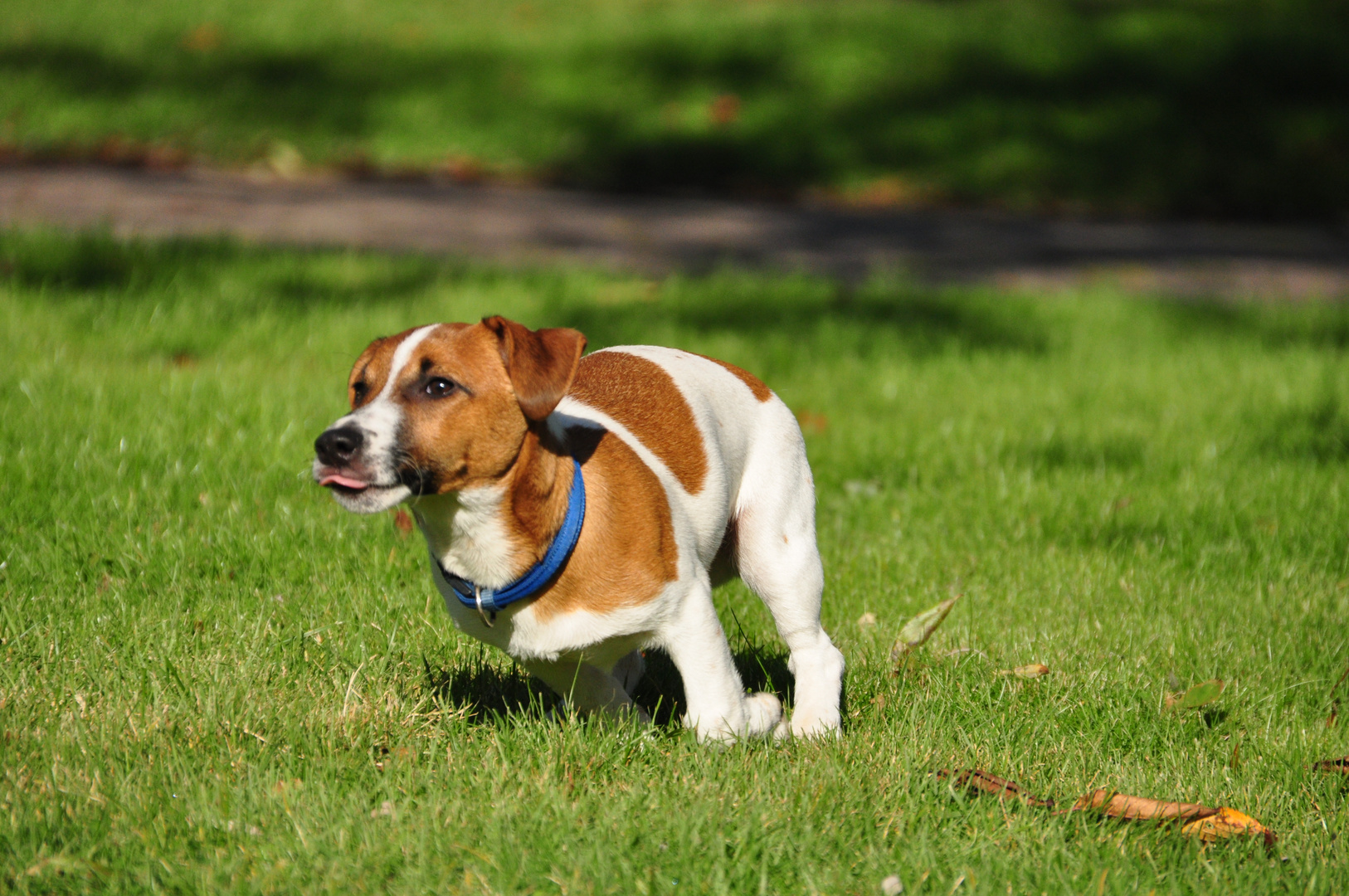 Günther in Action