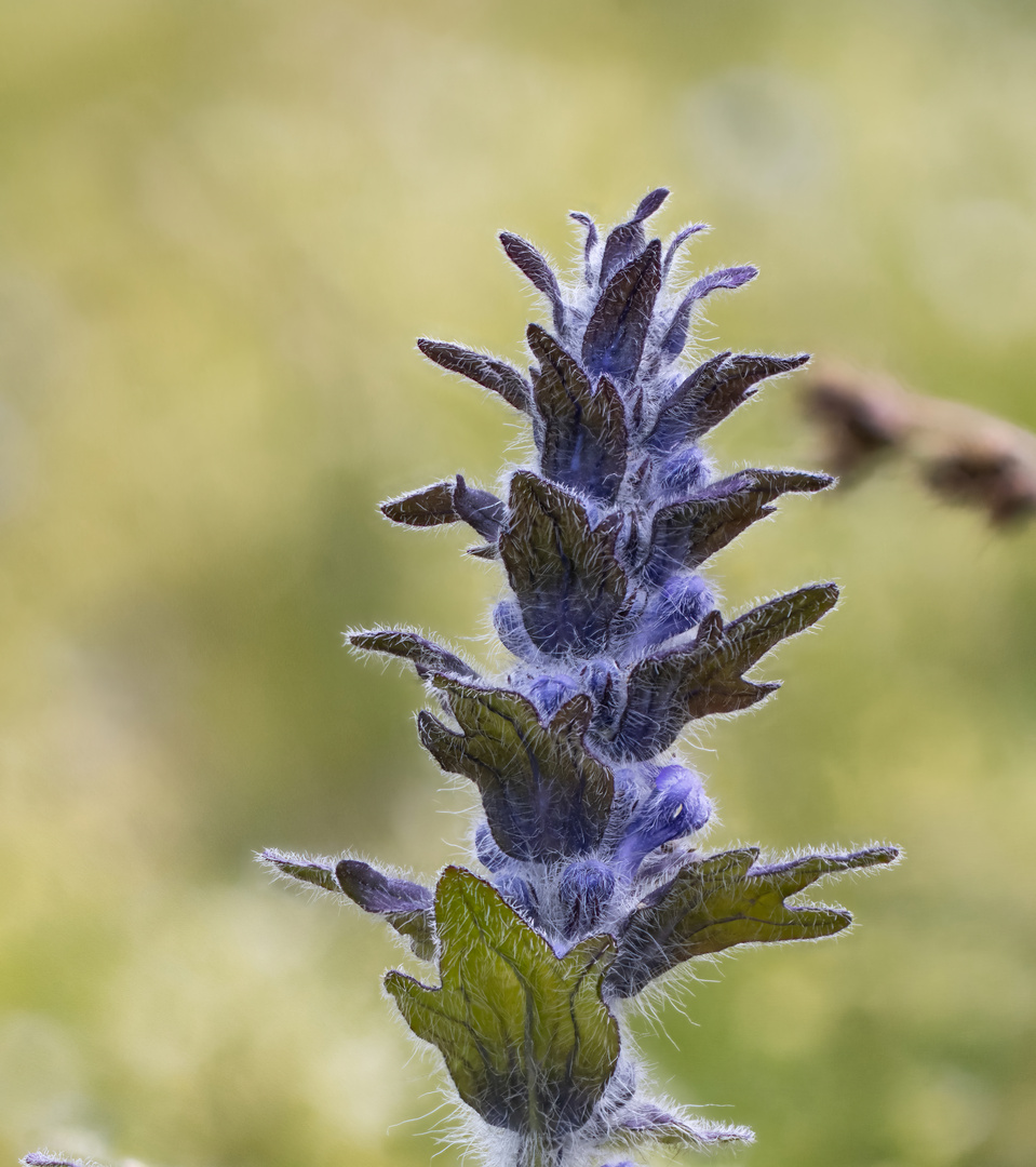 Günzel (Ajuga)