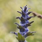 Günzel (Ajuga)