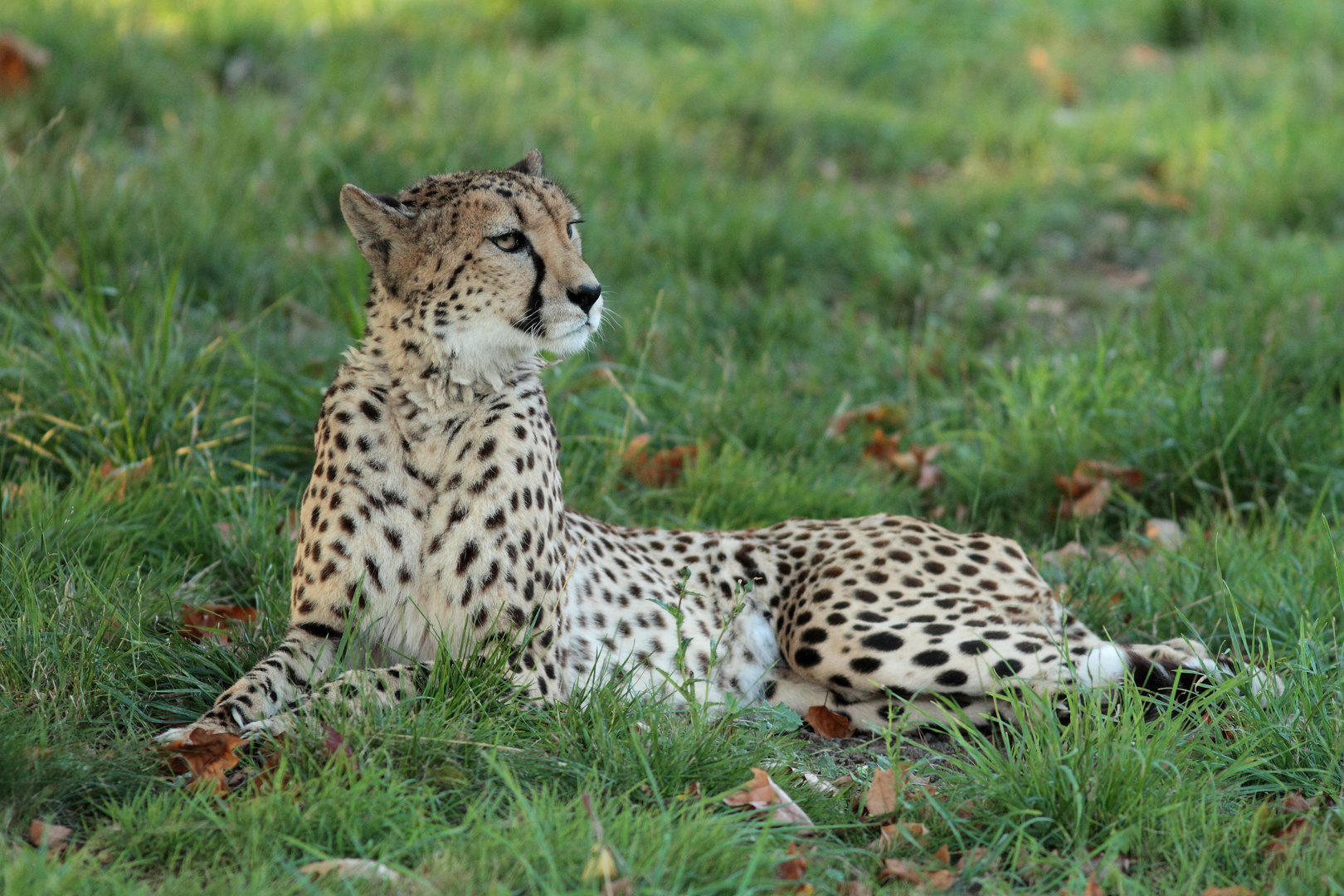 Guépard ..