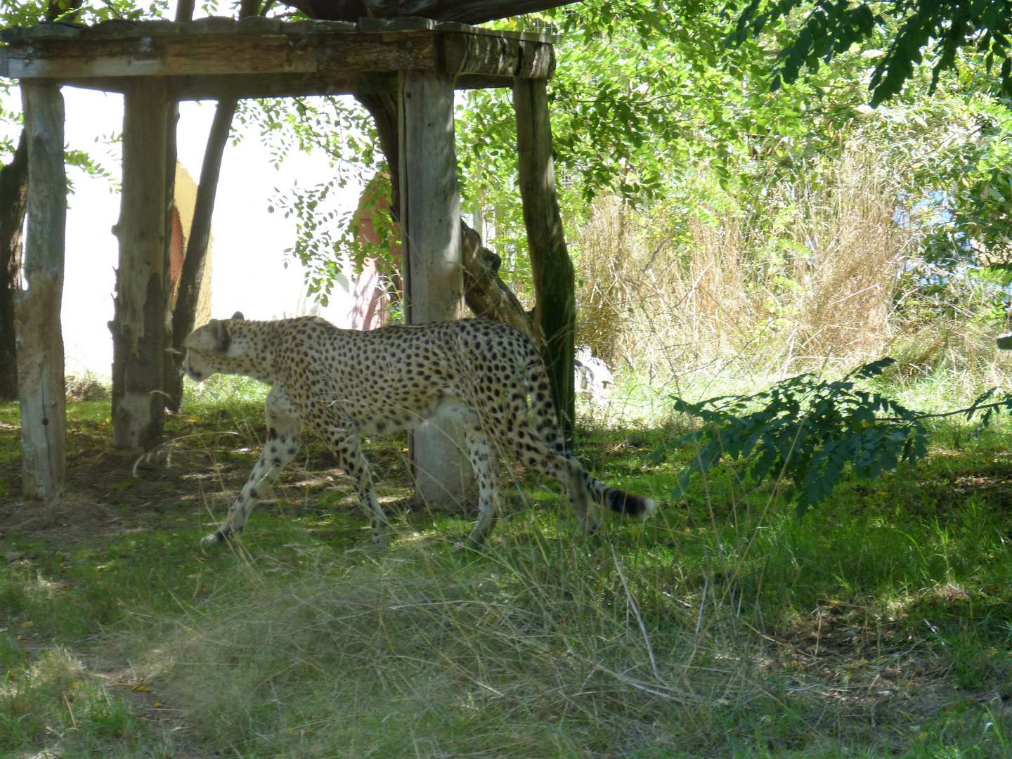 Guépard