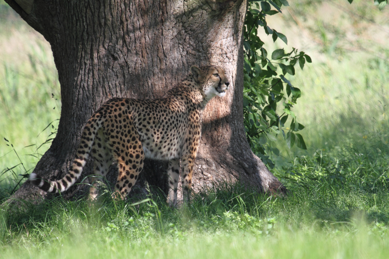 guépard .