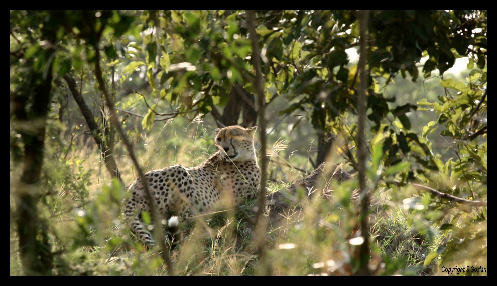 Guépard à l'affût (Krugger National Park)