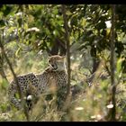 Guépard à l'affût (Krugger National Park)