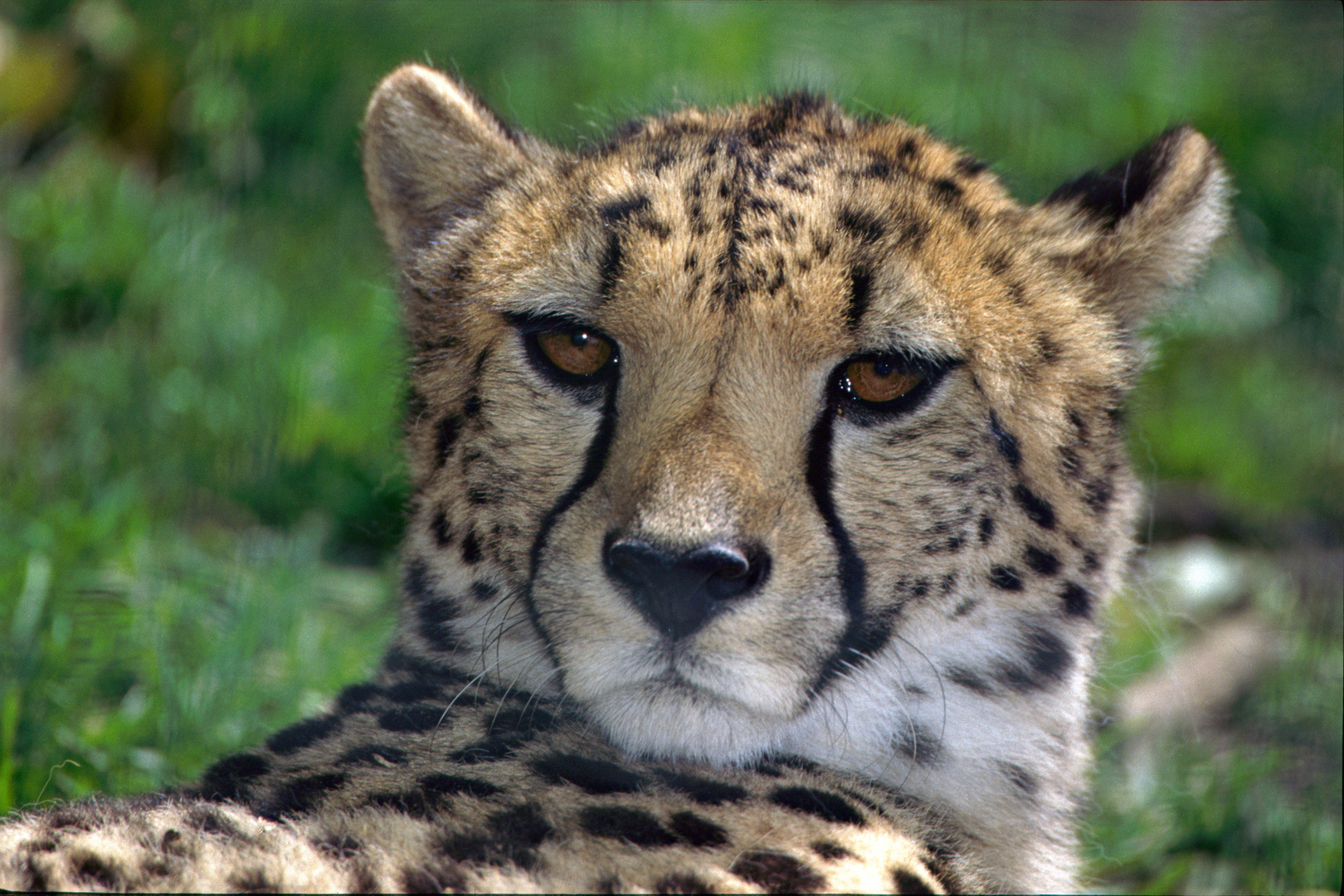 Guépard photo et image | animaux, animaux sauvages, bovidés à l'état ...