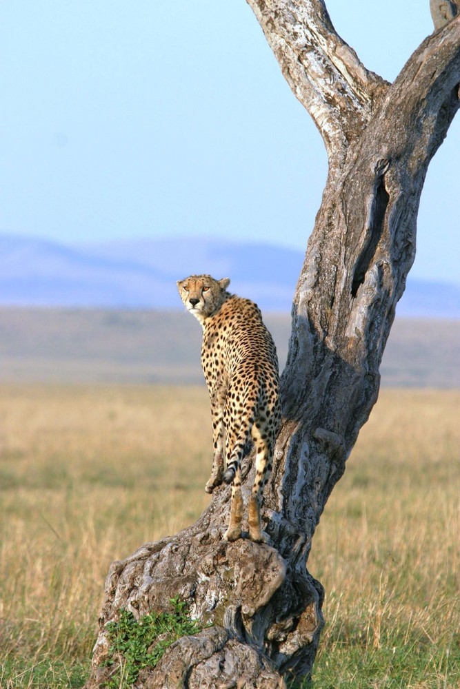 Guépard (Cheetah) - Masai Mara / Kenya