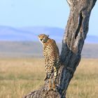 Guépard (Cheetah) - Masai Mara / Kenya