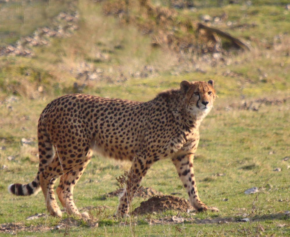 Guépard d'Afrique