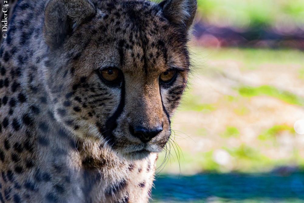 Guépard du Safari de Peaugres