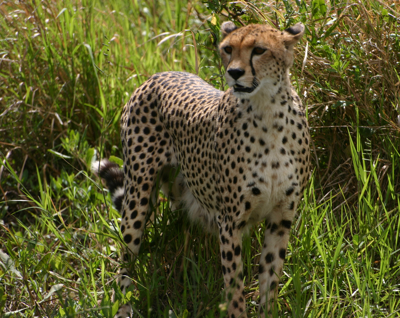 Guépard en chasse