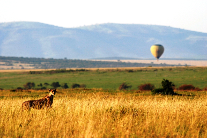 Guépard et montgolfière (Cheetah with ballon) - Masai Mara / Kenya