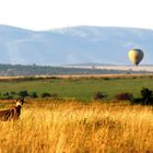 Guépard et montgolfière (Cheetah with ballon) - Masai Mara / Kenya