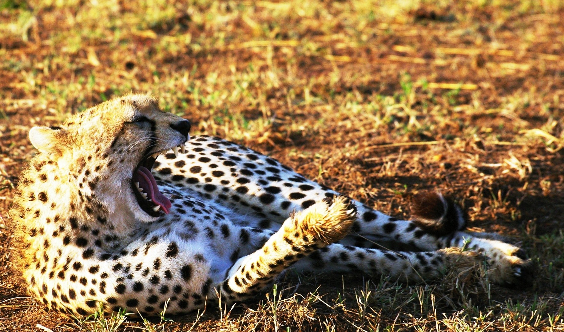 Guépard, Masaï Mara, Kenya