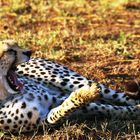 Guépard, Masaï Mara, Kenya