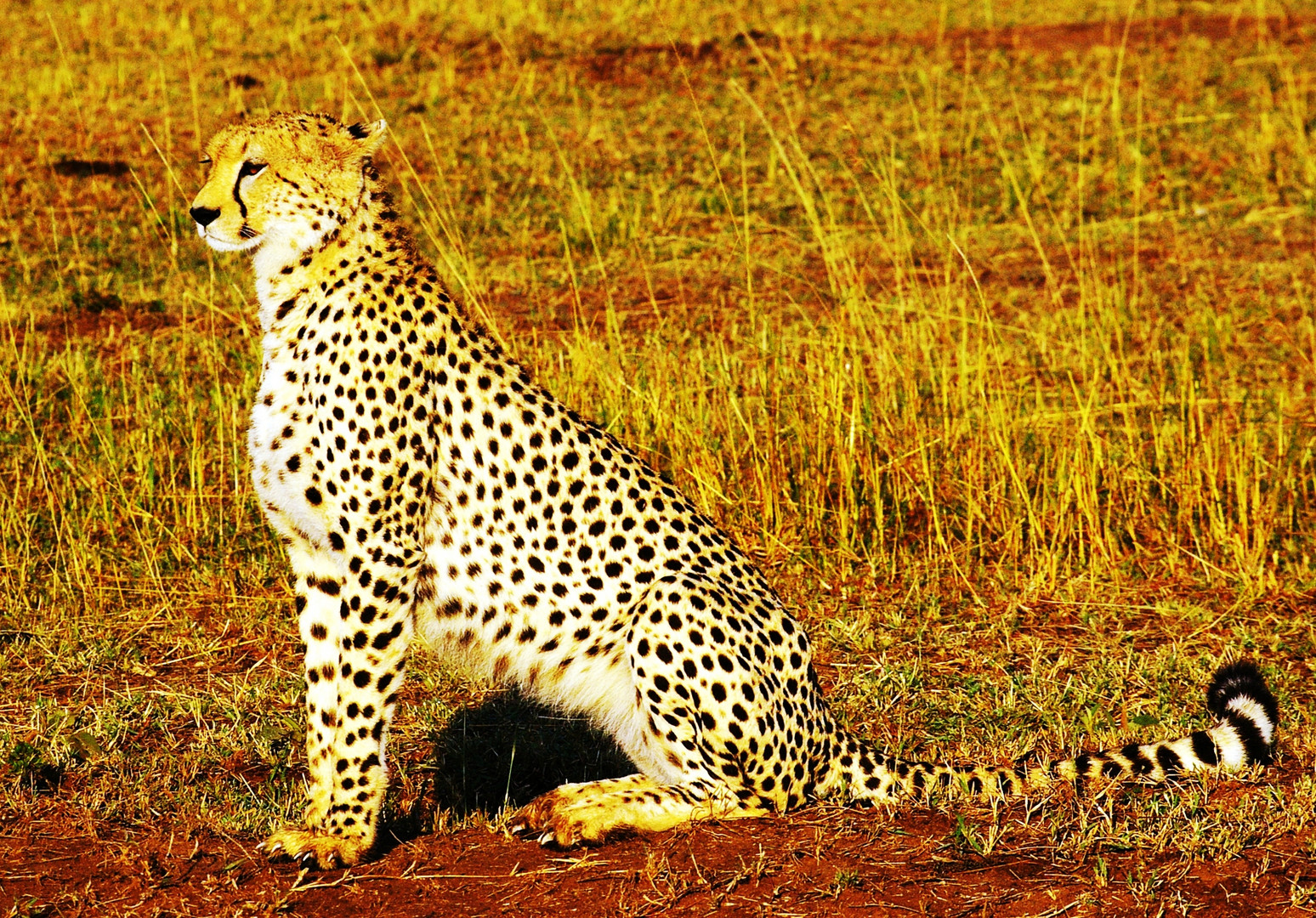 Guépard, Masaï Mara, Kenya