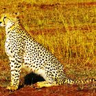 Guépard, Masaï Mara, Kenya