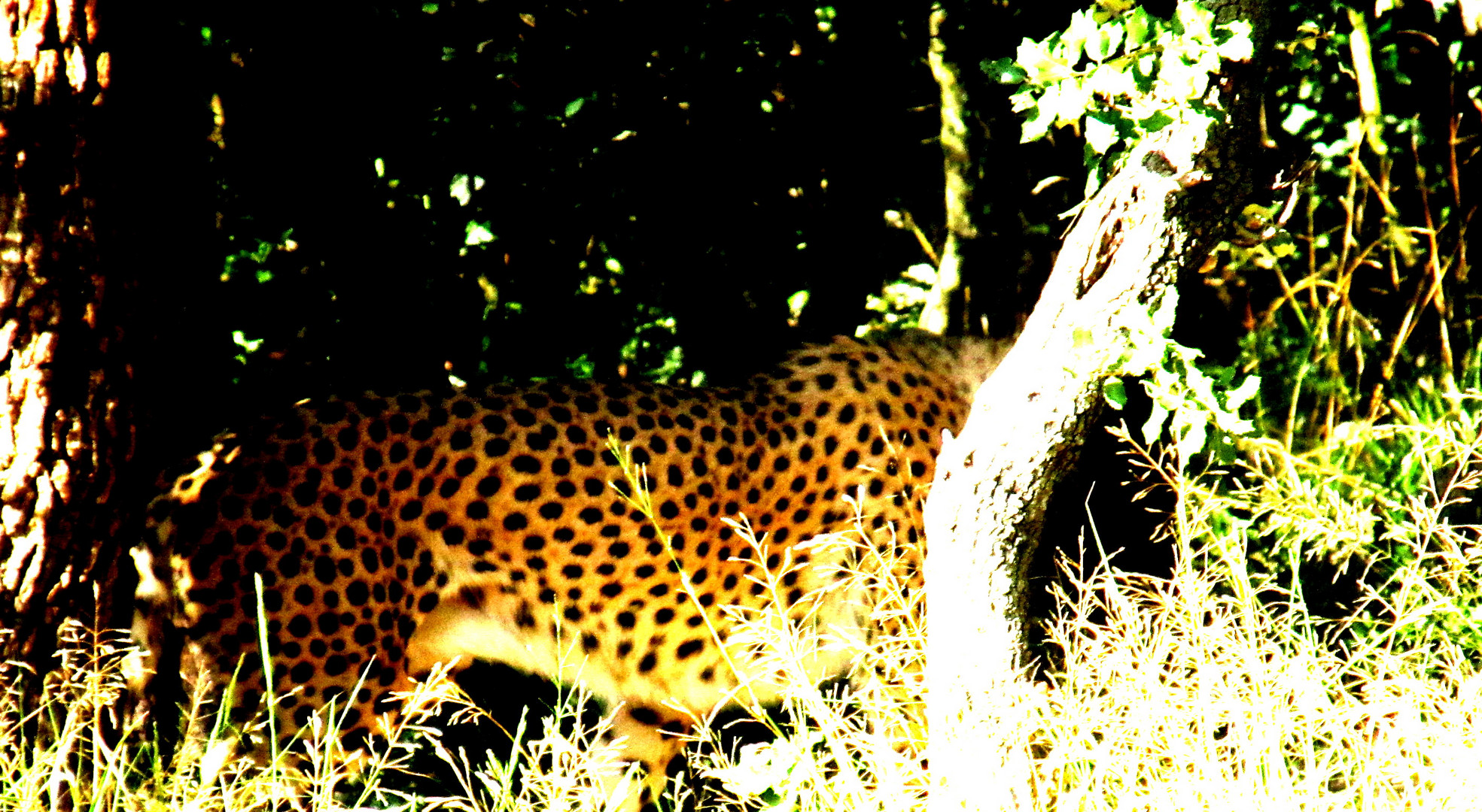 Guépard zoo lunaret