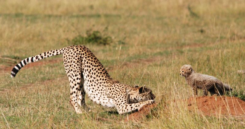 Guépards (Cheetah) - Masai Mara / Kenya - L'enfant roi !