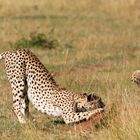 Guépards (Cheetah) - Masai Mara / Kenya - L'enfant roi !