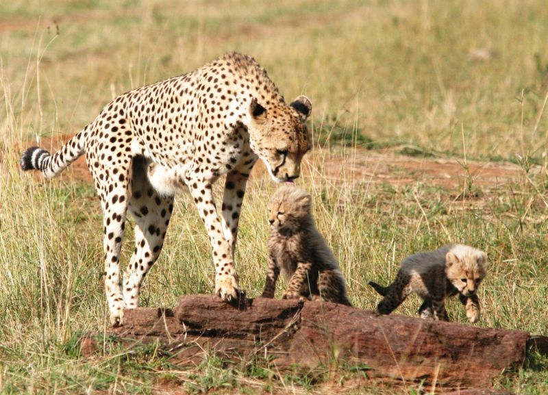 Guépards (Cheetah) - Masai Mara / Kenya - Tendresse !