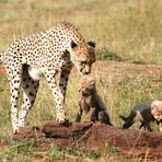 Guépards (Cheetah) - Masai Mara / Kenya - Tendresse !