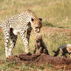 Guépards (Cheetah) - Masai Mara / Kenya - Tendresse !