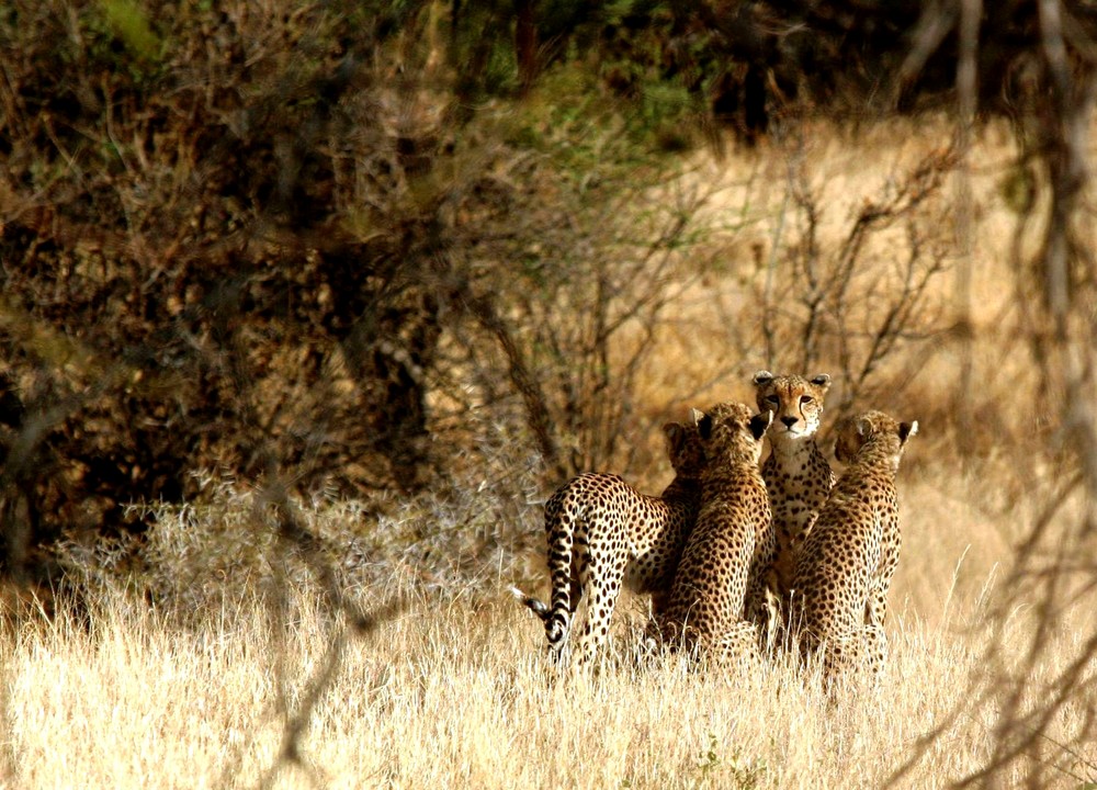 Guépards (Cheetah) - Samburu / Kenya - Protection maternelle !