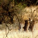 Guépards (Cheetah) - Samburu / Kenya - Protection maternelle !