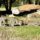 Guépards Dubbo - Parc animalier de 900 hectares Australie