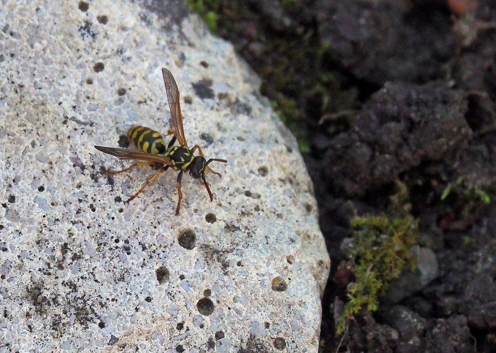 Guèpe Poliste Gallicus