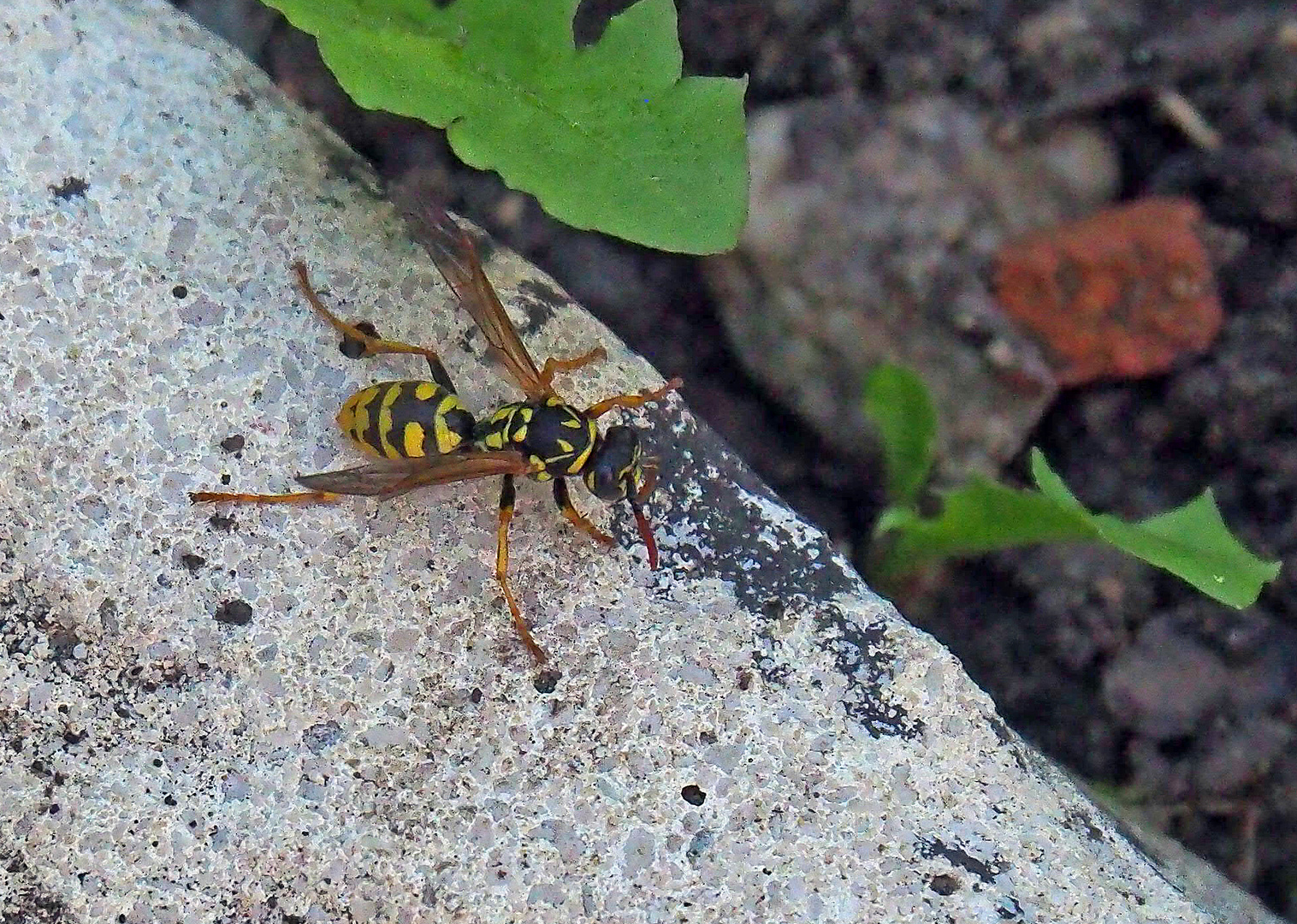 Guèpe Poliste Gallicus dans le jardin