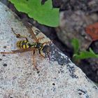 Guèpe Poliste Gallicus dans le jardin