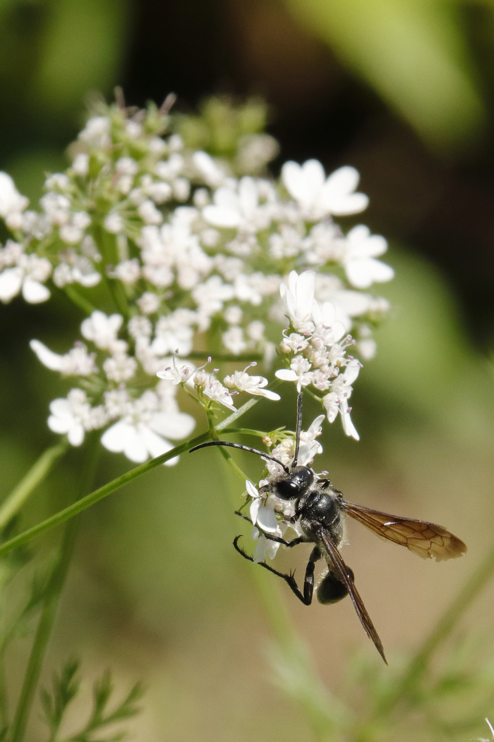 guèpe solitaire