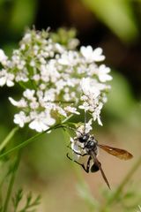 guèpe solitaire