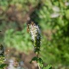 guèpe sur fleur de menthe