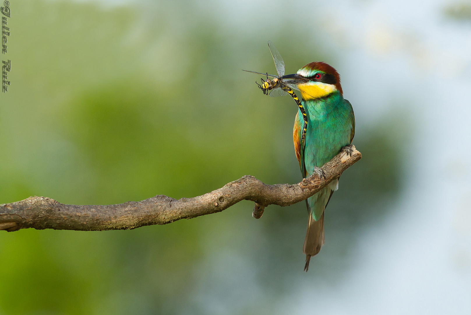 Guepier d'Europe chasseur d'insectes