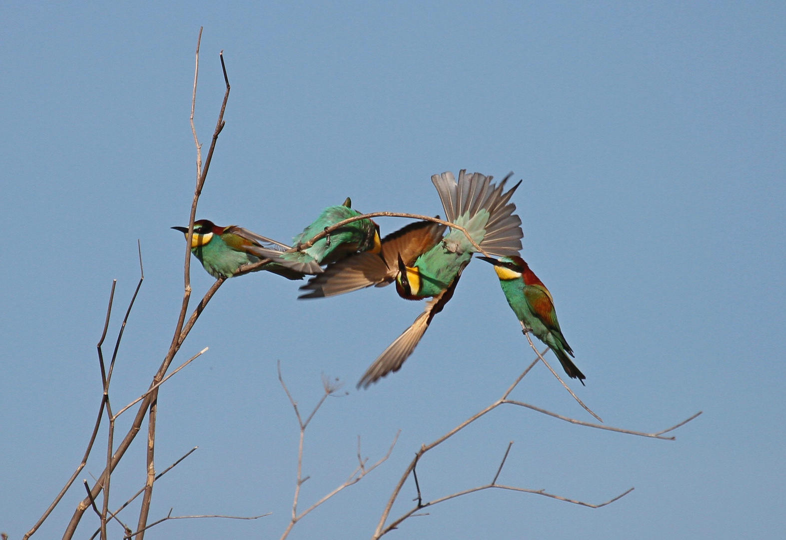 guepiers acrobates