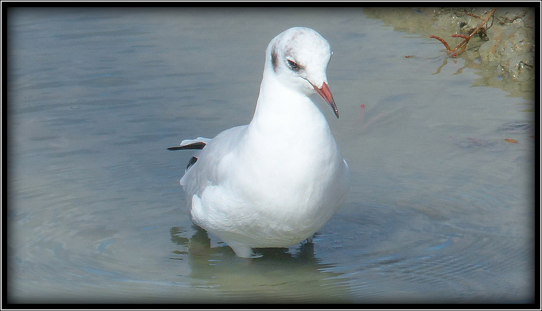 GUERANDE - 9 - 